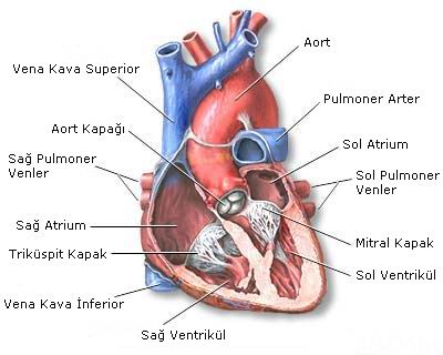 ct sağlık için kalp anatomisi posteri)