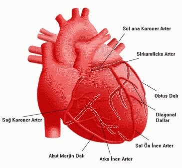 ct sağlık için kalp anatomisi posteri